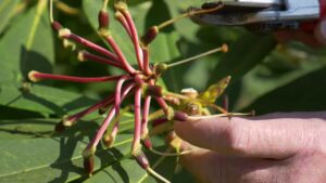 pruning rhododendron