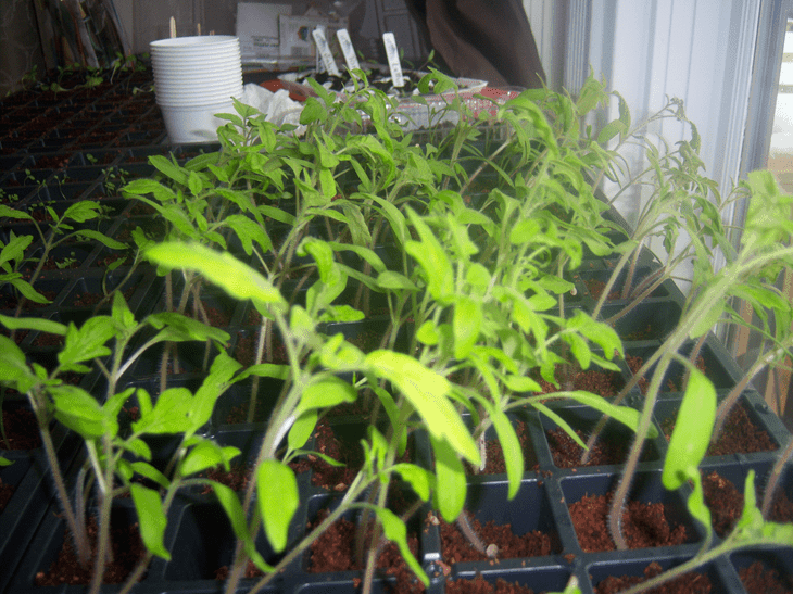 Tomato seedlings reaching for the warm sun